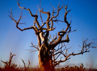 Identify Signs of a Dying Tree