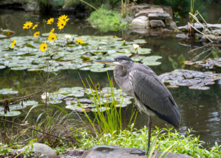 Pond