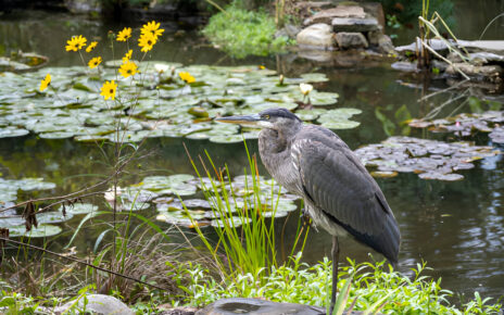 Pond