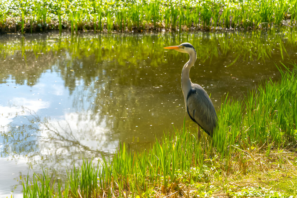 Pond 